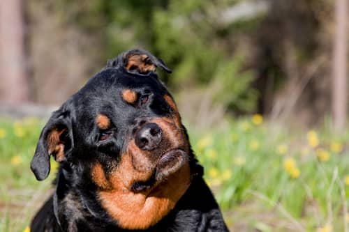Rottweiler girando a cabeça