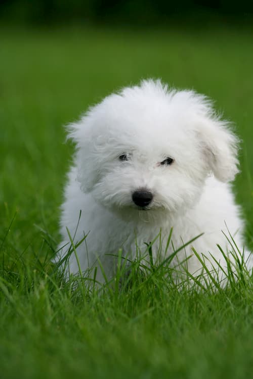 Bichon frise