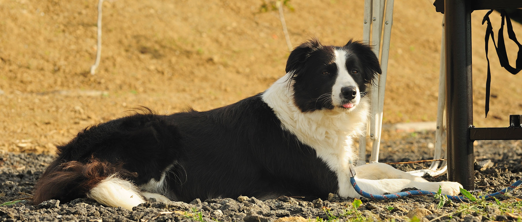 border collie