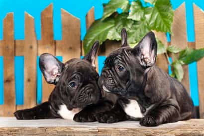 buldogue de cachorro com 2 anos