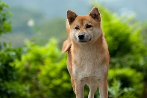 Shiba inu femêa
