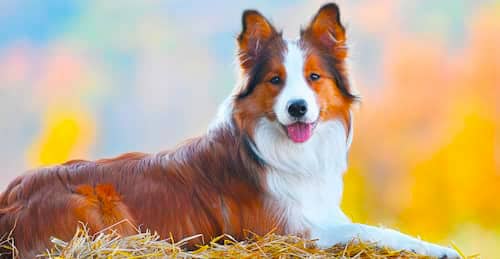 cachorro-macho-grande