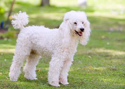 cachorro poodle
