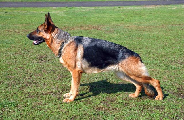 cães Pastor Alemão