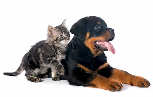 filhote de rottweiler com um gato cinzento