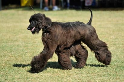 grande cachorro preto