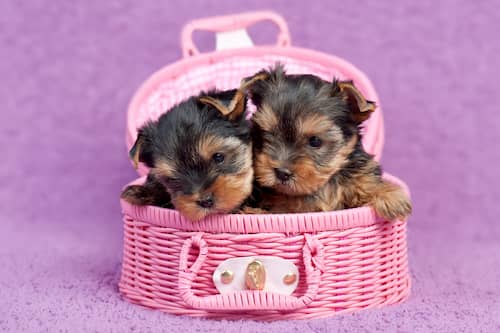 Nomes para cachorros pequenos yorkshire terrier