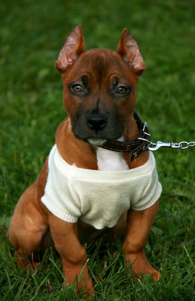 Image cachorro pitbull