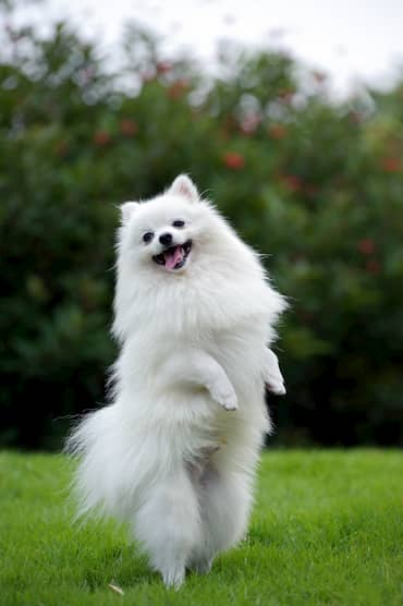Pomerania cachorro