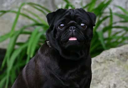 Pug preto