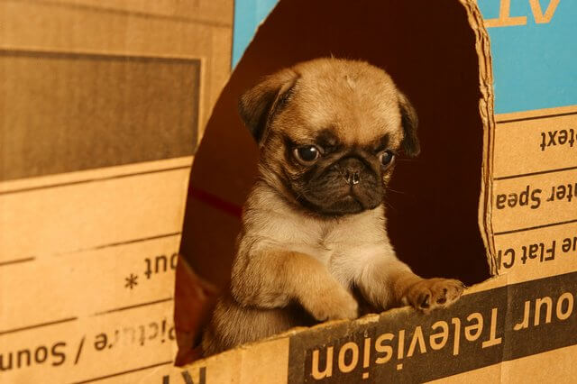 filhote de pug