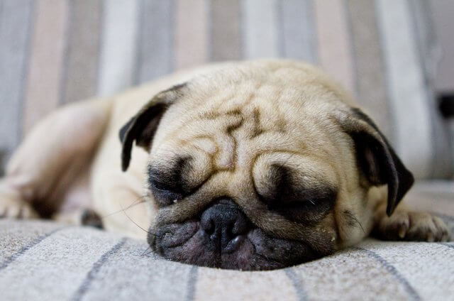 pug cachorro dormindo