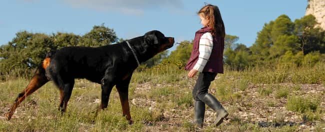 Rottweiler com uma menina russa no mato