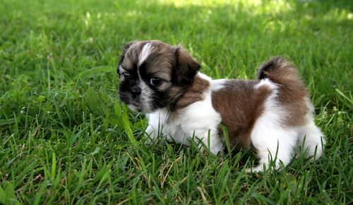 Shih tzu
