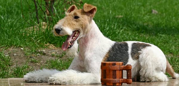 wire fox terrier
