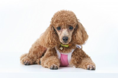 Cachorro Poodle com uma garota