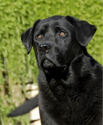 adulto labrador retriever