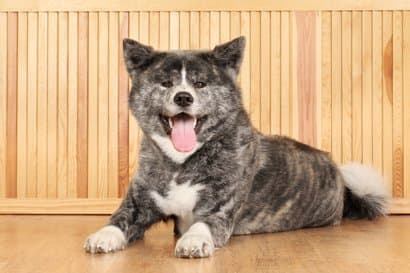 akita inu preto