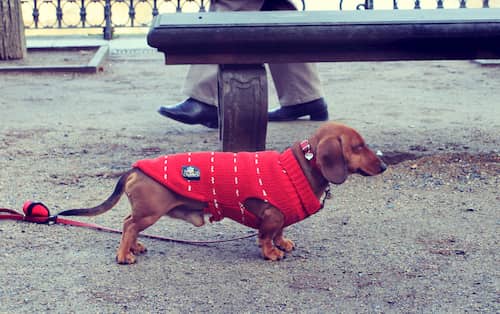 cachorro salsicha com um casaco