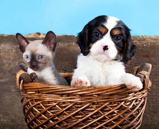 cão preto e branco com um gato