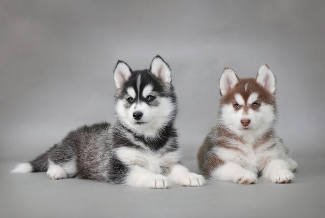 dois cachorros husky