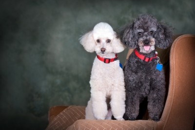 dois cães poodle branco e cinza