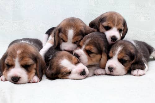 Filhotes de beagle