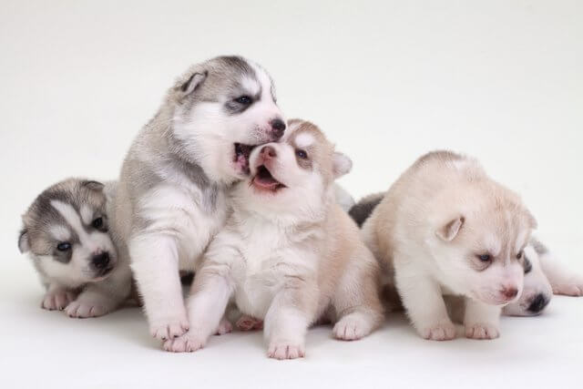 Husky