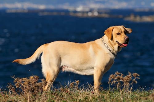 labrador amarelo 