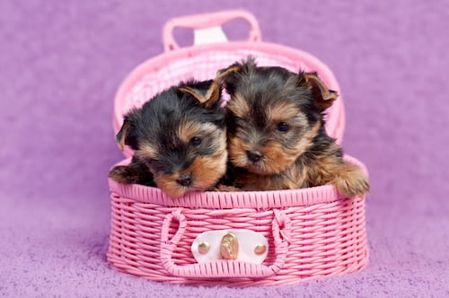 Pequenos filhotes de yorkshire