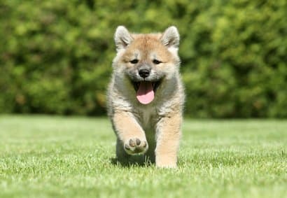 Shiba inu