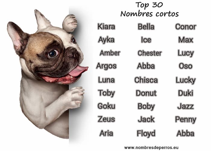 Top nomes curtos cachorros
