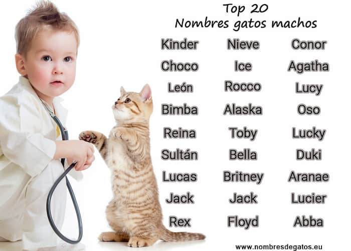Top nomes de gatos machos