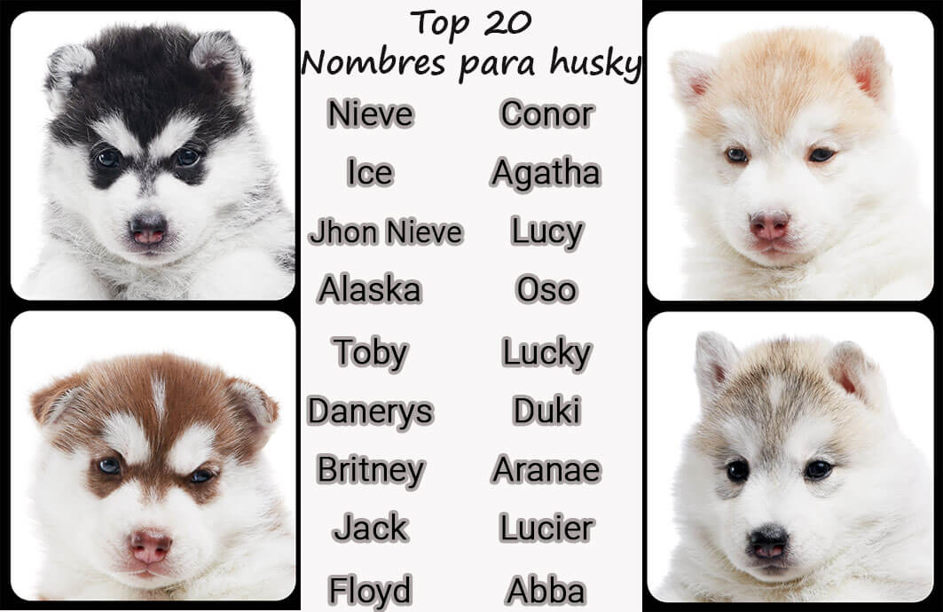 Top 20 nomes husky