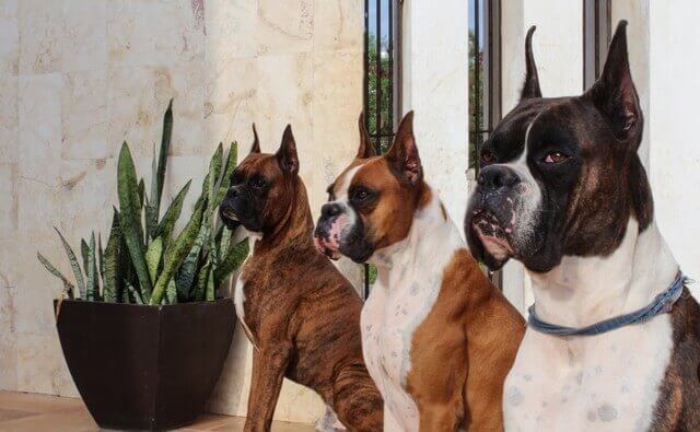 três cães adultos boxer