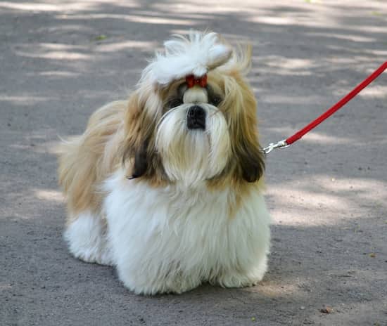 adulto shih tzu feminino