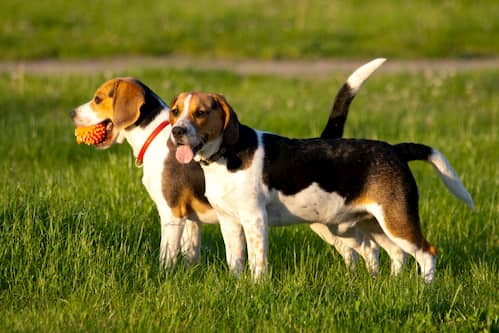 beagle masculino e feminino na grama