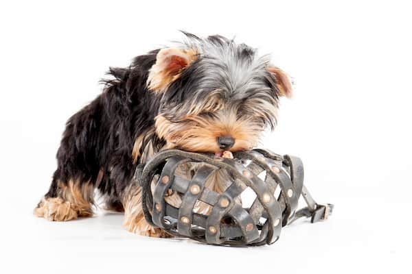 filhote de yorkshire