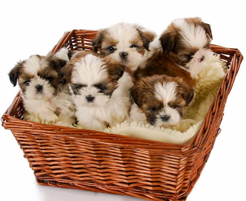 filhotes shihtzu
