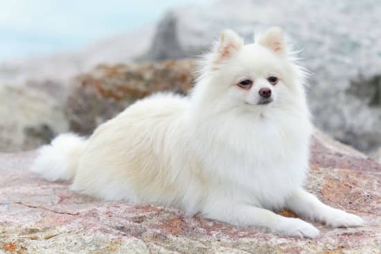 lulu pomeranian branco