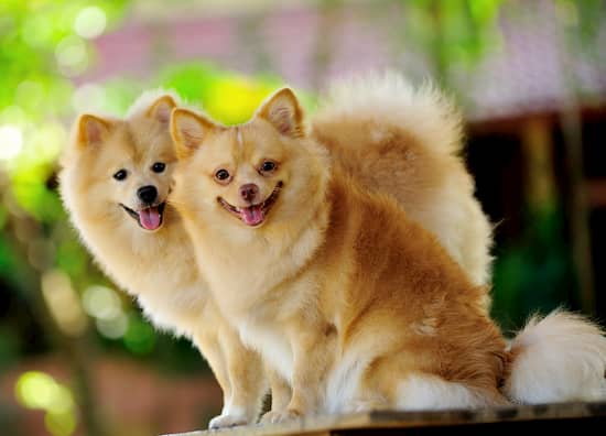nomes para cachorros lulu de pomerania