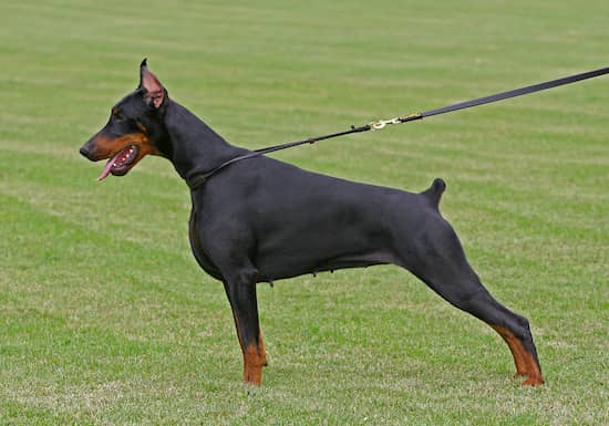 doberman preto macho