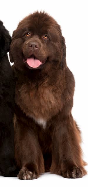 nomes cachorros marrom