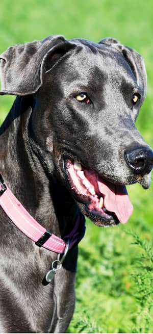 nomes gregos para cachorros