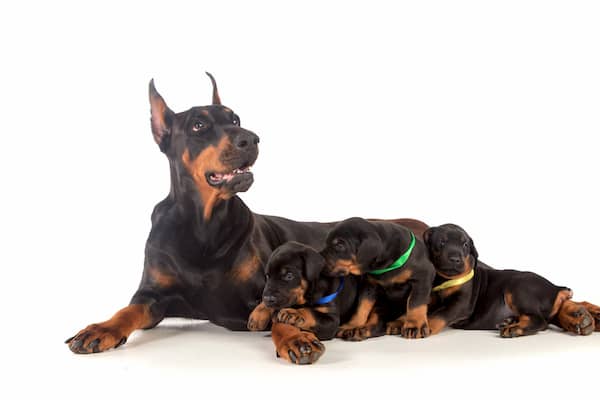 nomes para cachorros doberman