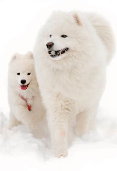 nomes  vikings cachorro branco