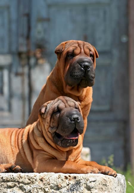 shar pei cachorros fortes