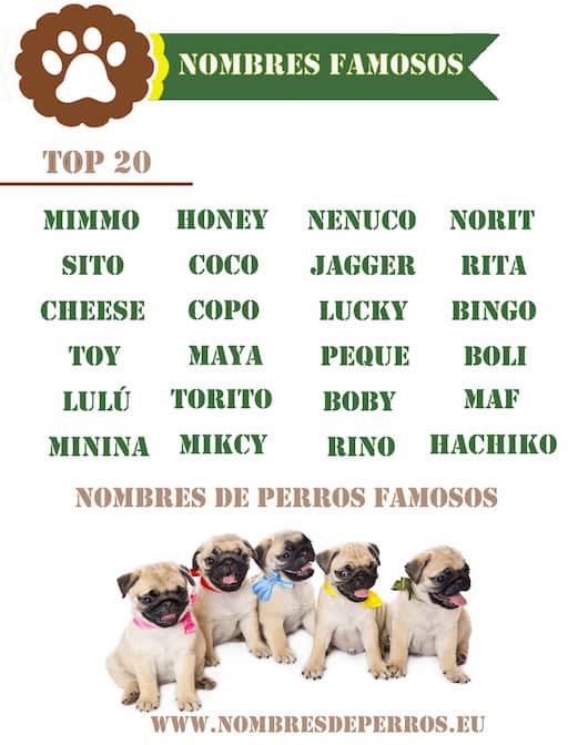 Nomes Para Cachorros De Famosos Nomes Para Cachorros