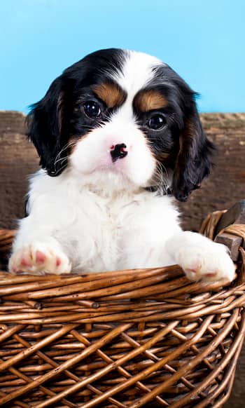 filhote de cachorro manchado marrom