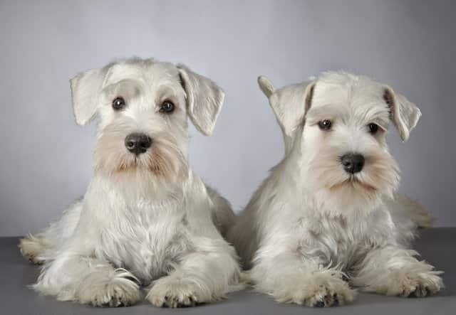 dois cães schnauzer machos e fêmeas